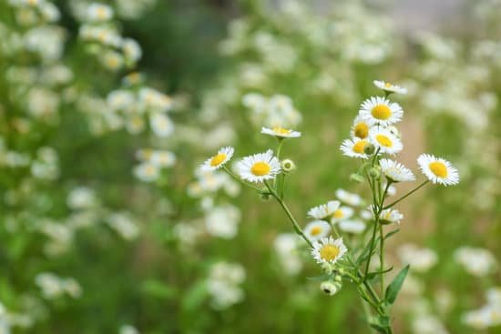 canva beautiful chamomile flowers in field MAD9TlWsJ8k