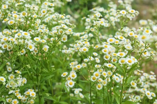 canva beautiful chamomile flowers in field MAD9TowH0 c