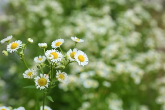 canva beautiful chamomile flowers in field MAD9TtArjkQ