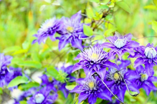 canva beautiful colorful clematis in the garden MAD Q3eJWF8