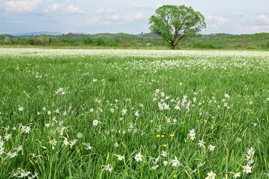 canva beautiful daffodil flowers in the field MAD QjliGU0