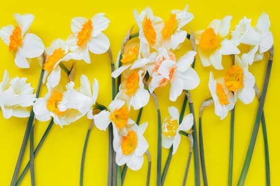 canva beautiful daffodils on a yellow background MAEAzJiPDus