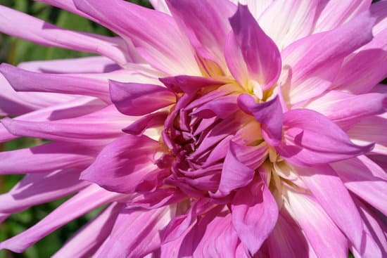 canva beautiful dahlia flower MAEIiBnA1C0