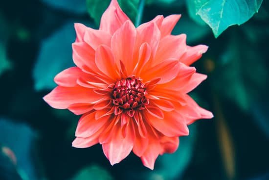 canva beautiful dahlia flower in the garden MAD9PNGQIss