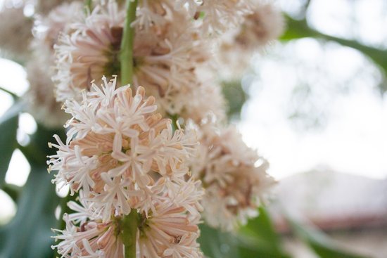 canva beautiful dracaena flower in the garden MADFEDQborI