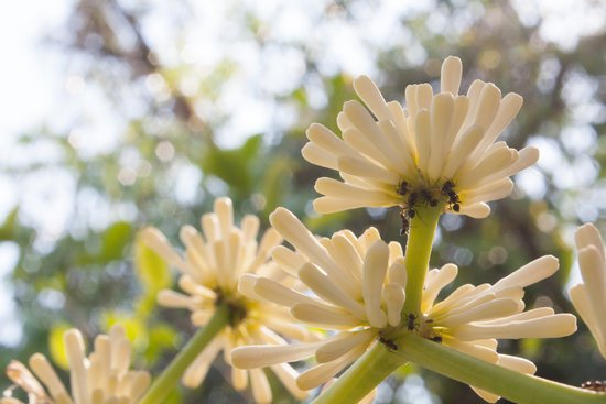 canva beautiful dracaena flower in the garden MADFEKjzhaM