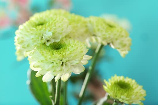 canva beautiful green chrysanthemum close up MAD Q7wTNSI