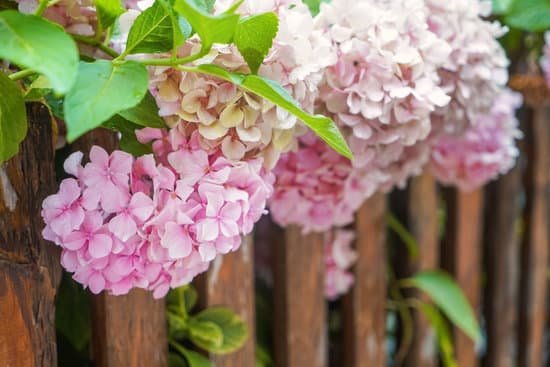 canva beautiful hydrangea flowers growing on street MAD9T2QW eE