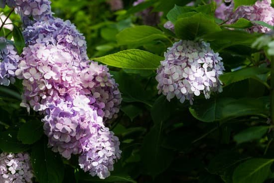 canva beautiful hydrangea flowers in the garden MAD7 RlN87g