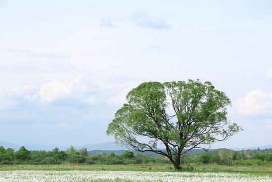 canva beautiful landscape with field of daffodils MAD QooGvHc