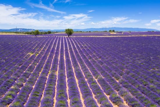 canva beautiful lavender field MAECzjbXdR4