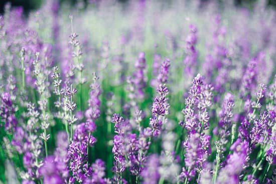 canva beautiful lavender field MAEDBHKpwNI