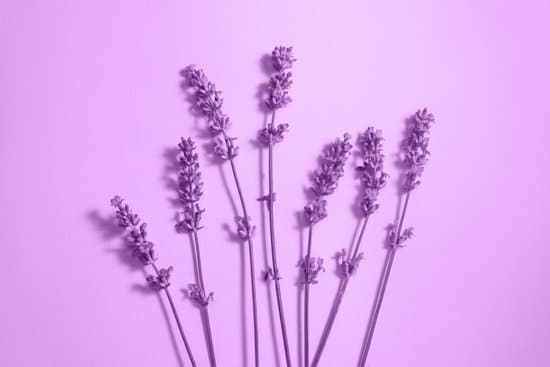 canva beautiful lavender flowers MAEPSuoz5pA