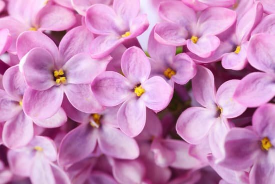canva beautiful lilac flowers MAD7FW9SFvA