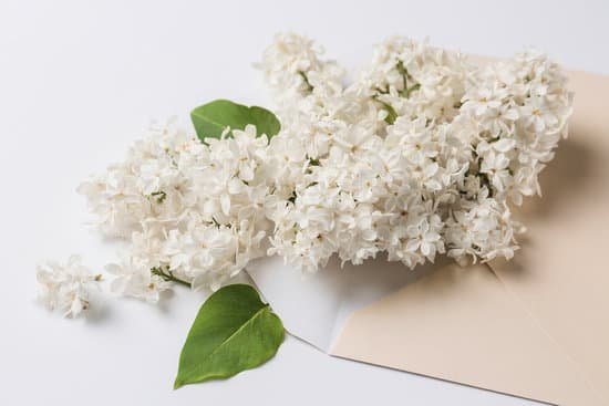 canva beautiful lilac flowers and an envelope on a white surface MAD8S5MbFdE