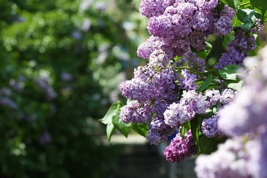 canva beautiful lilac flowers in botanical garden MAD Qywqo6o