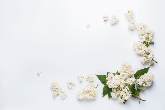 canva beautiful lilac flowers on white background MAD8S3nMqTU