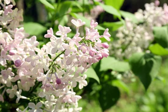 canva beautiful lilac flowers outdoors MAD Qhnh6Do