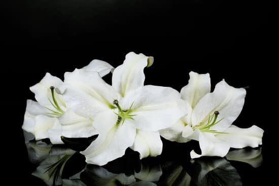canva beautiful lily flowers isolated on black background MAD L03ascA