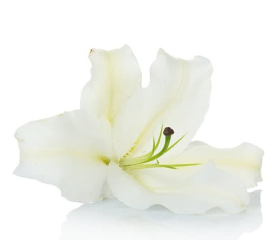 canva beautiful lily isolated on white background MAD L 44I00
