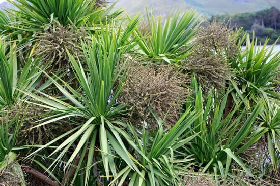 canva beautiful palm tree dracaena in ireland MADBJ8Zq TM