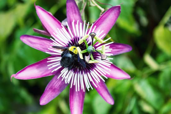 canva beautiful passion fruit flower or passiflora. evergreen tropical vine. a bee flies over an exotic flower for nectar and pollen. MADSf ClJcY