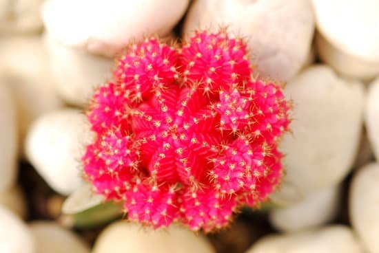 canva beautiful pink cactus MAEKBdIQ0Vc