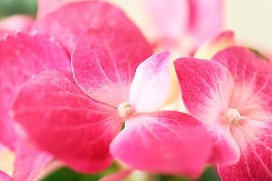 canva beautiful pink hydrangea flowers MAD9agNrPMw