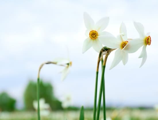 canva beautiful white daffodil flowers on meadow close up MAD QiADpyU