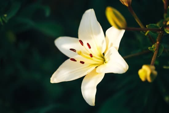 canva beautiful white lily