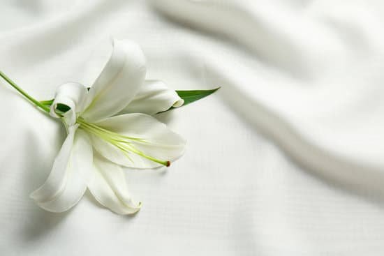 canva beautiful white lily on fabric MAD9aZqnbIQ