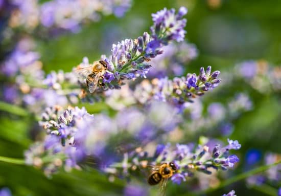 canva bee on lavender flower MAECf3DdY30
