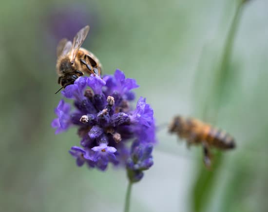 canva bees on lavender MAERgWnmNs0