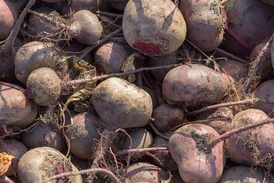 canva beet MAEE2hfuTUQ