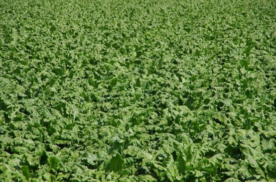 canva beet fields MAC yh1aJ9Y