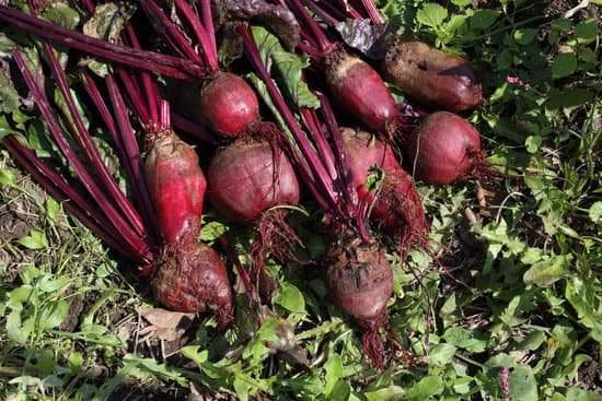 canva beet harvest MAC4 lJzbTw