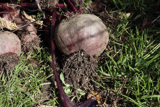canva beet harvest MADFn7lDYJc