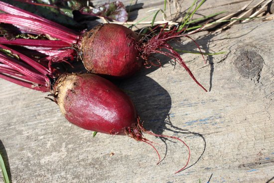 canva beet harvest MADFoC1hqf4