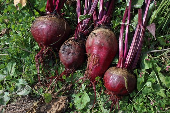 canva beet harvest MADFoEILr9s