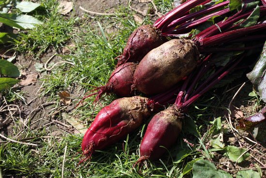 canva beet harvest