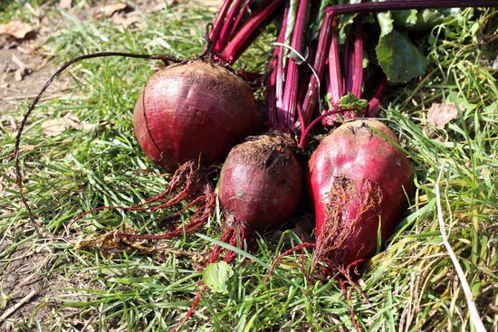 canva beet harvest MADFoH7RnZs