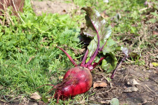 canva beet harvest MADFoJZqERA