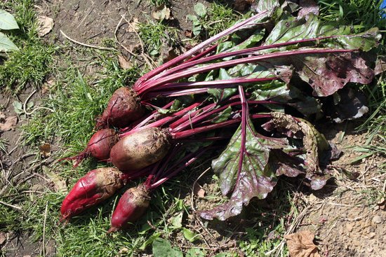 canva beet harvest MADFoJorUFE