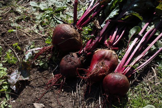 canva beet harvest MADFoKCqNW4