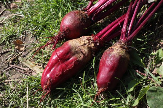 canva beet harvest