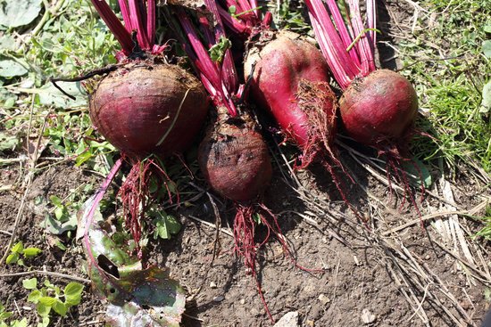 canva beet harvest