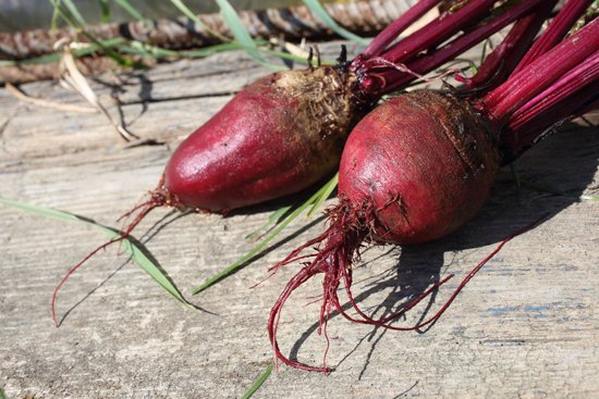 canva beet harvest