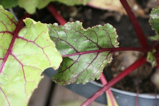 canva beet leaves