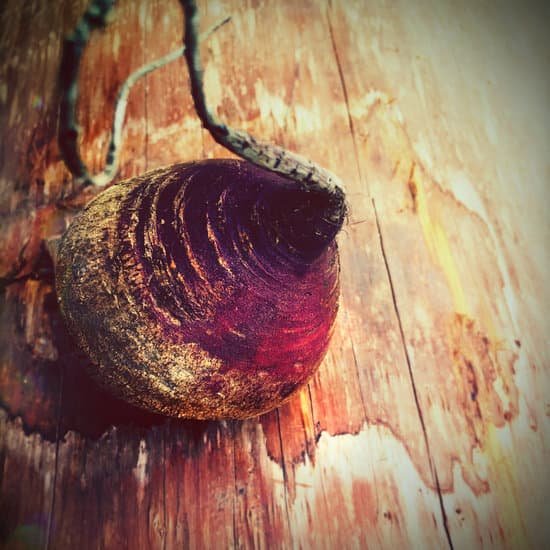 canva beet on wood MAEEfeUNe8Y