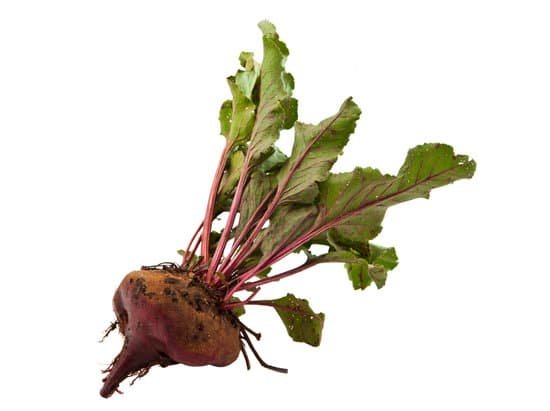 canva beet root isolated MADB08gdyhk